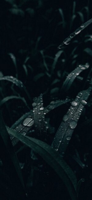 Close-up of leaves with dewdrops in deep green hues, providing a serene and refreshing ambiance | 8K Wallpaper for Mobile