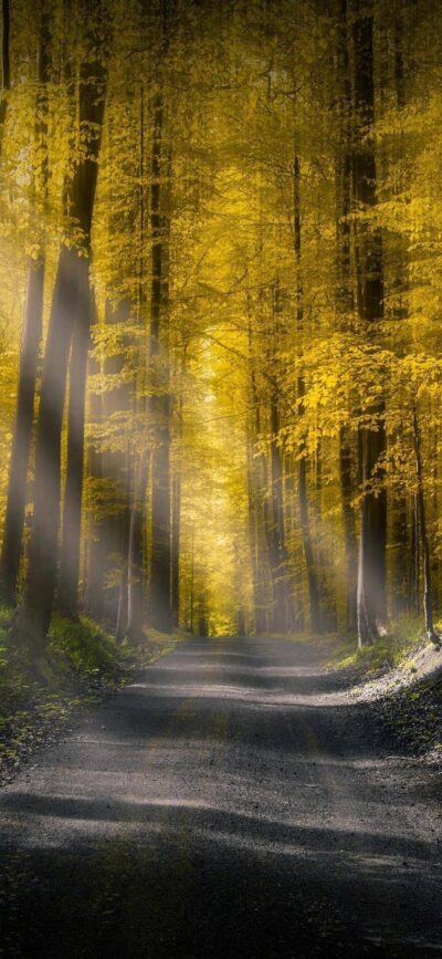 Tranquil forest with golden leaves and sunlight glow on path | Peaceful nature scene | 4K Wallpaper for Mobile