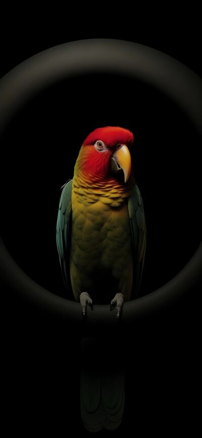 Vibrant parrot with red, yellow, and green plumage on a dark background, highlighting feather details | 4K Wallpaper for Mobile