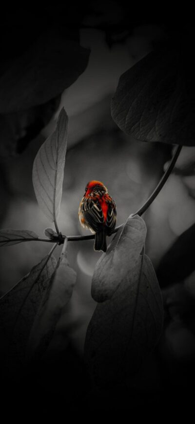 Vibrant red and orange sparrow on a branch with a monochrome background featuring gray leaves | 4K Wallpaper for Mobile