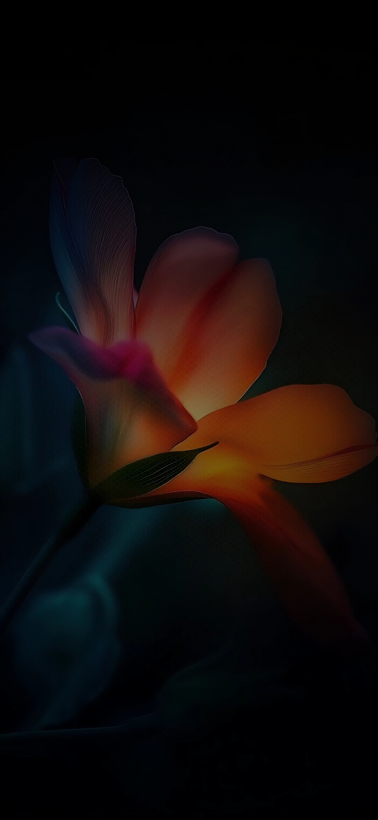 Illuminated flower with vibrant orange hues on a dark background; perfect for mobile | 4K Wallpaper | Black, Orange, Blue.