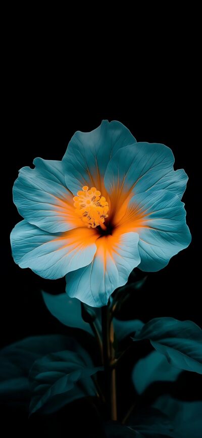 Vibrant blue flower with an orange center on a dark background, highlighting nature's beauty | 4K Wallpaper for Mobile