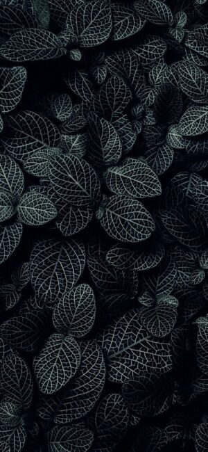 Dark botanical wallpaper with intricate white veins on leaves | 4K Wallpaper for Mobile | Black, White, Green colors | Floral & Nature theme.