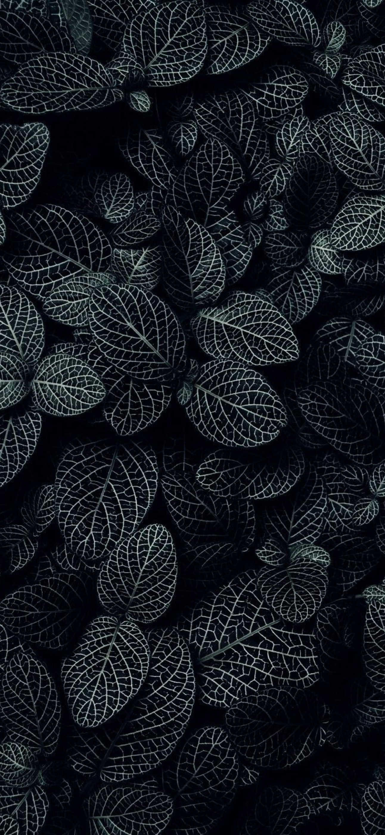 Dark botanical wallpaper with intricate white veins on leaves | 4K Wallpaper for Mobile | Black, White, Green colors | Floral & Nature theme.