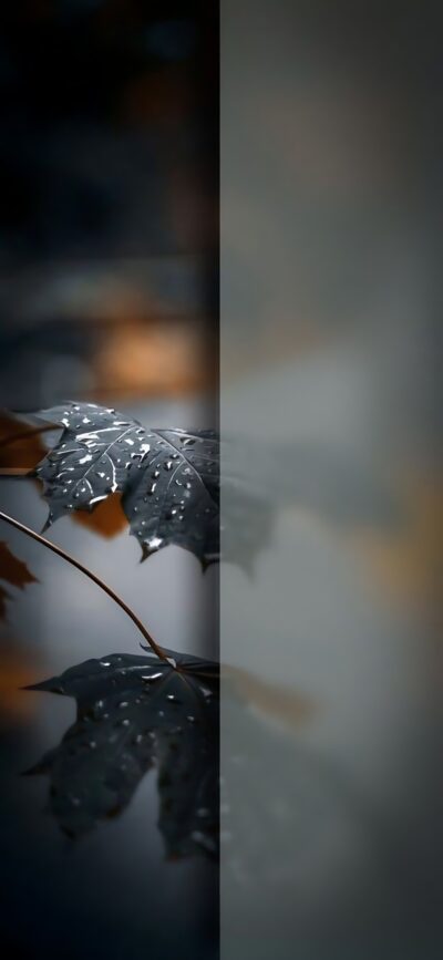 Dark leaves with water droplets in a tranquil, detailed close-up. Primary colors: dark, gray, blue. | 4K Wallpaper for Mobile