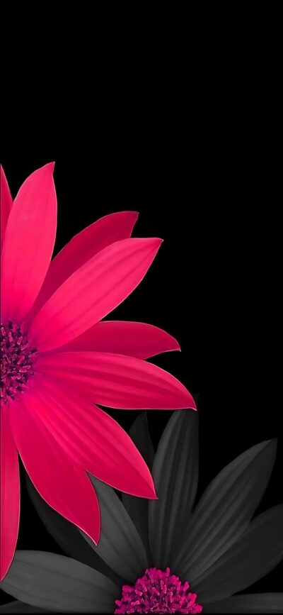 Bright pink and black flowers on a solid black background | 4K Wallpaper for Mobile | Explore Pink, Black, Floral, Abstract, and Minimalism themes