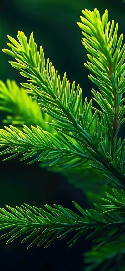 Close-up of fresh green pine needles with a blurred dark green background for mobile, capturing nature's beauty and tranquility | 4K Wallpaper.