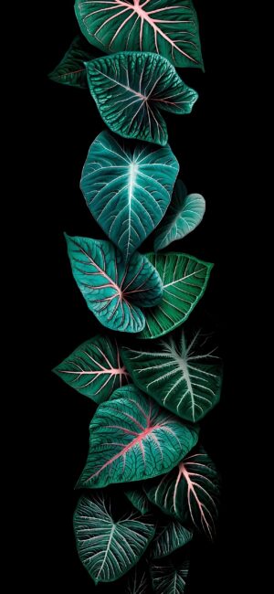 Lush green leaves with pink veins on a dark backdrop create a serene, elegant mobile display | 4K Wallpaper for Mobile.