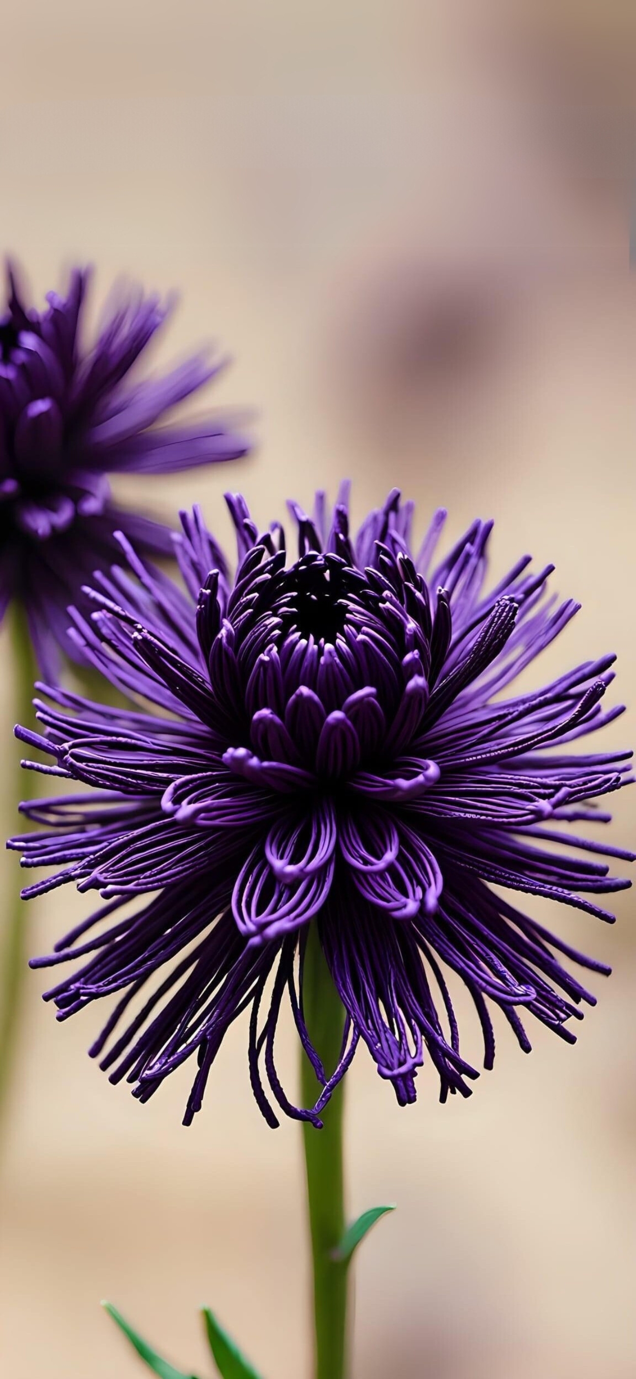 Close-up of vibrant purple flower with intricate petals against blurred background | 4K Wallpaper for Mobile