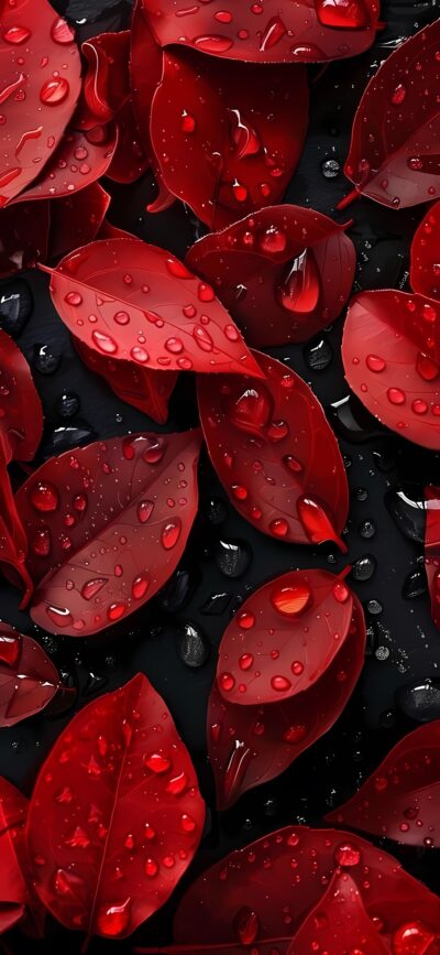 Deep red leaves with water droplets on a dark background create a vibrant, striking contrast | 4K Wallpaper, for Mobile