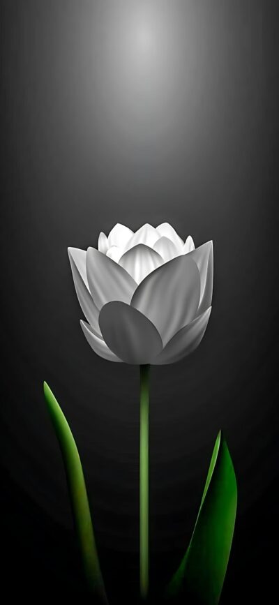 White tulip with vibrant green leaves on a dark background, showcasing elegance and simplicity | 4K Wallpaper for Mobile