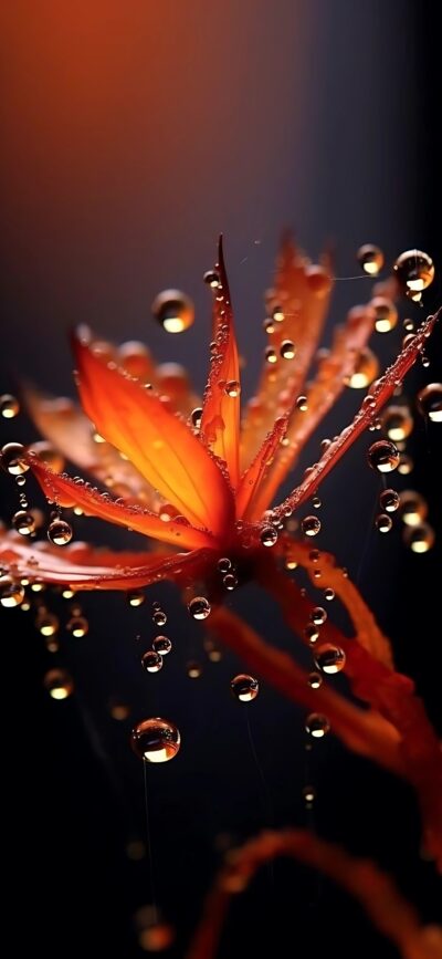 Vivid macro shot of an orange flower with water droplets, dark background | 4K Wallpaper, for Mobile