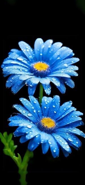 Two blue daisies with water droplets on a dark background | Vibrant floral theme | 4K Wallpaper | for Mobile