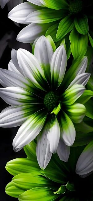 Close-up of white and green flowers with intricate petal details, elegant color transition | 4K Wallpaper for Mobile