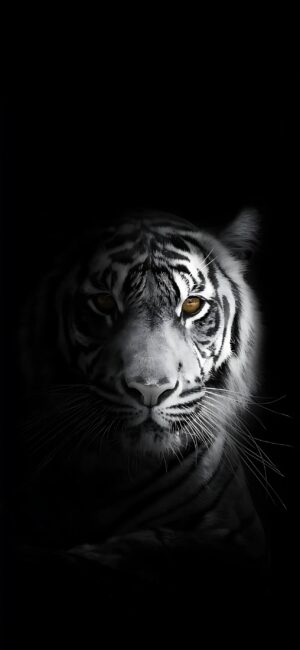 White tiger on dark background with striking patterns and piercing eyes | 4K Wallpaper for Mobile | Black and white theme