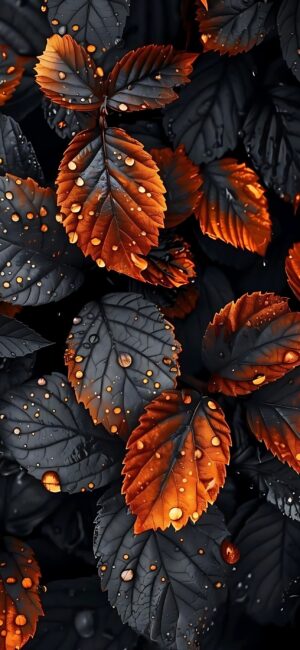 Leaves with black and vibrant orange hues, water droplets add a fresh touch | 4K Wallpaper for Mobile