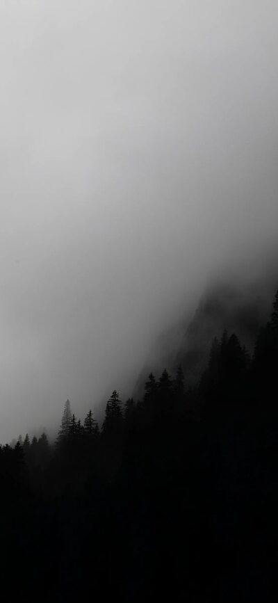 Mystical pine trees in mist, evoking mystery and tranquility | Black, gray, white hues | Forest, nature themes | 4K Wallpaper for Mobile