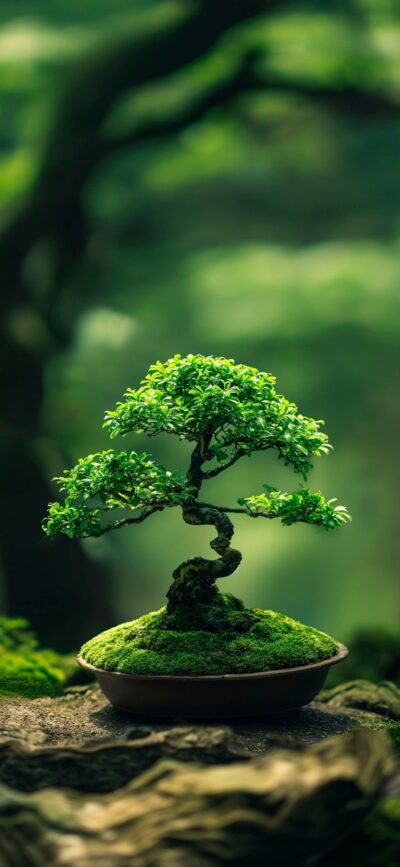 Serene bonsai tree with lush foliage on moss base, blurred green background for a zen vibe | 4K Wallpaper, for Mobile | Green, Brown