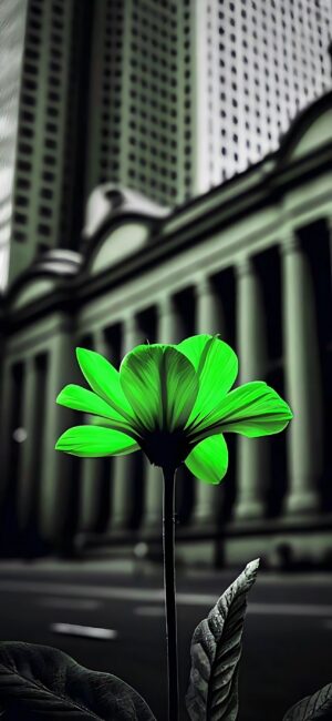 Green flower with lush petals against a blurred monochrome cityscape | Nature meets urban | 4K Wallpaper for Mobile.