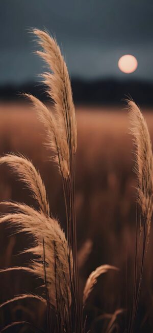 Serene field with pampas grass under a moody sky and full moon | Brown, Blue, Beige tones | Nature, Landscape, Moon themes | 4K Wallpaper for Mobile