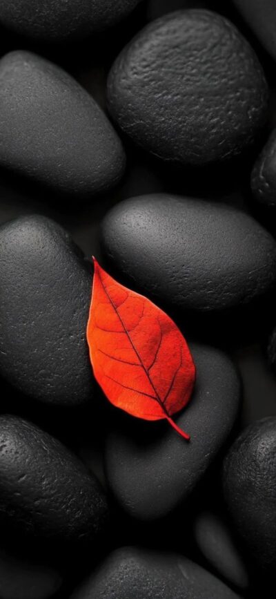 Vivid red leaf on dark stones creating minimalist nature aesthetic | 4K Wallpaper for Mobile | Red, Black contrast.