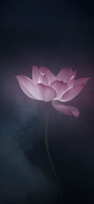 Pink lotus flower on a dark background, highlighting intricate petals | 4K Wallpaper for Mobile | Pink wallpaper, Nature wallpaper