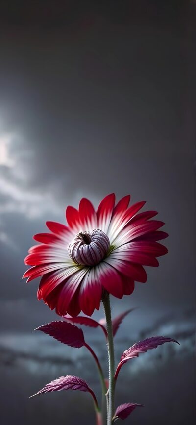 Red and white flower against a dark sky, showcasing nature's elegance. | 4K Wallpaper for Mobile