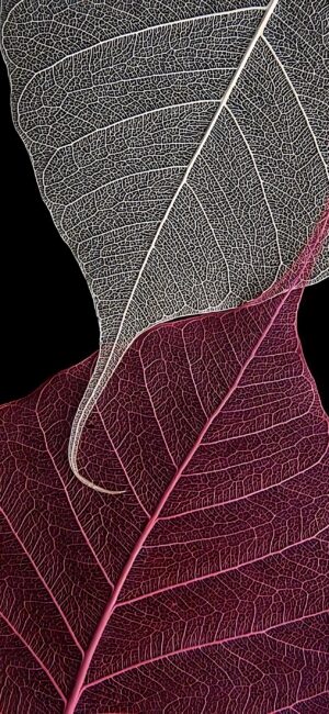 Intricate close-up of overlapping leaf skeletons in white, pink, and purple on black | 4K Wallpaper, for Mobile