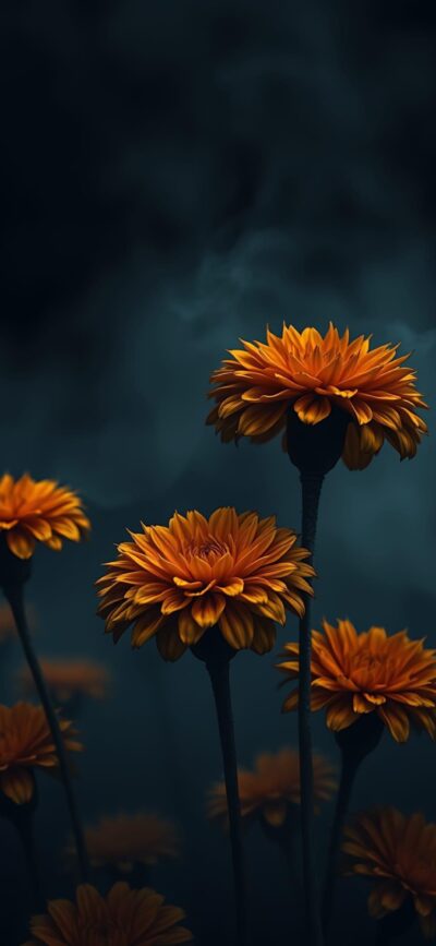 Orange flowers on moody background, striking contrast, detailed petals. | 4K Wallpaper, for Mobile