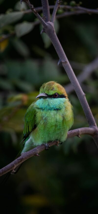 Vibrant green bird on a branch, blurred natural background; shades of green & brown. Serene nature theme | 4K Wallpaper for Mobile