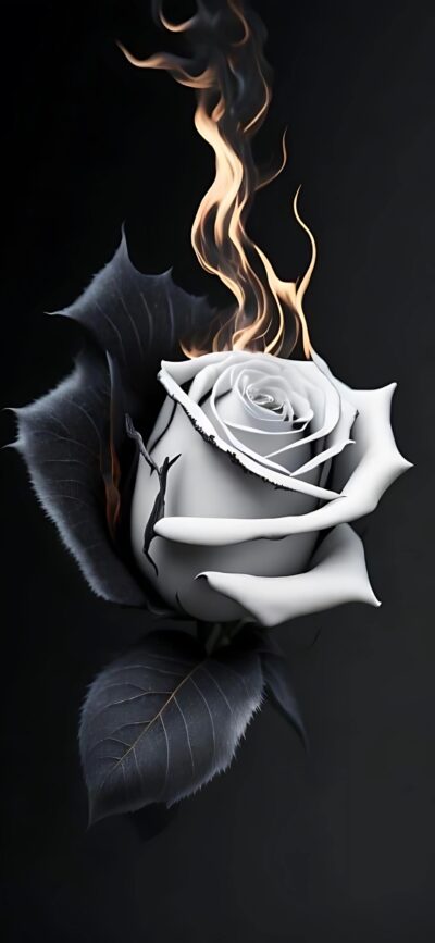 White rose in flames against black background, creating a striking visual for mobile | 4K Wallpaper | White, Black, Orange