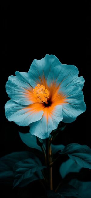 Vibrant blue petals with a bright orange center on a dark background, highlighting vivid colors. | 4K Wallpaper for Mobile