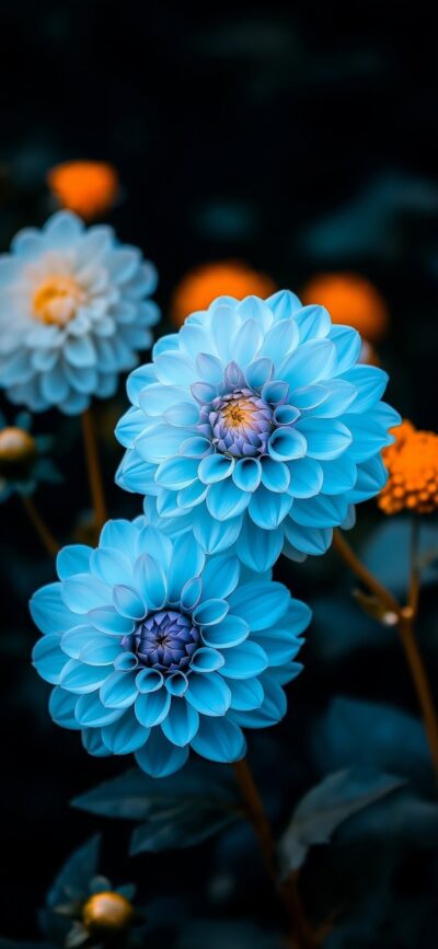 Blue dahlias with intricate petals against a dark bokeh and orange flowers background | 4K Wallpaper, for Mobile.