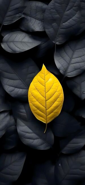 Yellow leaf on dark leaves, minimalist design | 4K Wallpaper for Mobile | Yellow, Black, Grey | Nature, Minimalism |