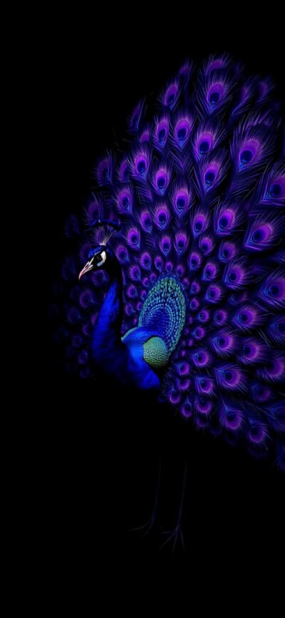 Stunning peacock with vibrant purple and blue feathers against a dark background | 4K Wallpaper for Mobile