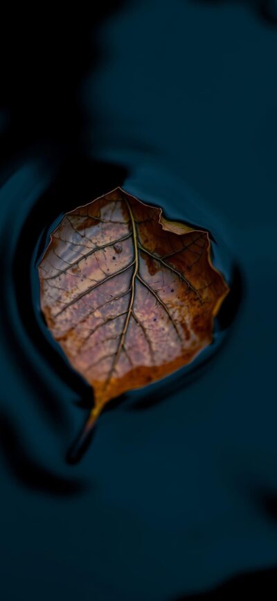 Single brown leaf on dark water, showcasing an autumn scene with intricate details | 4K Wallpaper for Mobile