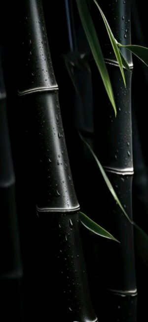 Close-up of sleek black bamboo with fresh green leaves and water droplets, showcasing minimalist beauty | 4K Wallpaper, for Mobile