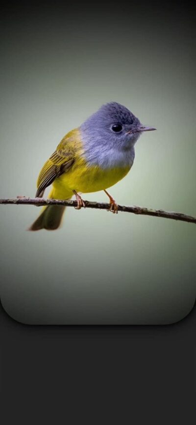 Small bird with gray head on branch, vibrant yellow body, blurred green background | 4K Wallpaper, for Mobile