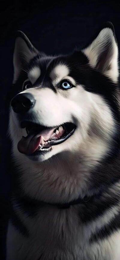 Siberian Husky with bright blue eyes, contrasting fur on dark background for mobile | 4K Wallpaper