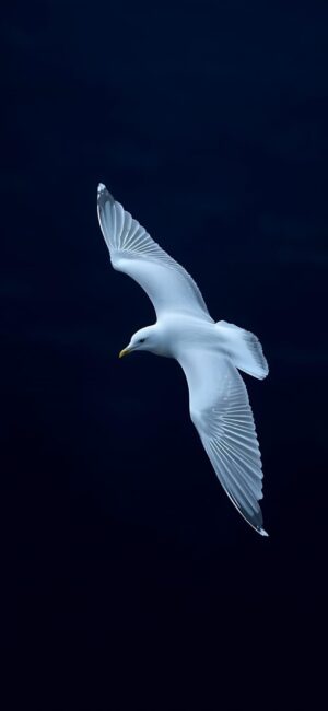 Seagull in flight against a dark blue sky, showcasing serene white feathers contrast | 4K Wallpaper, for Mobile | Blue, White tones.