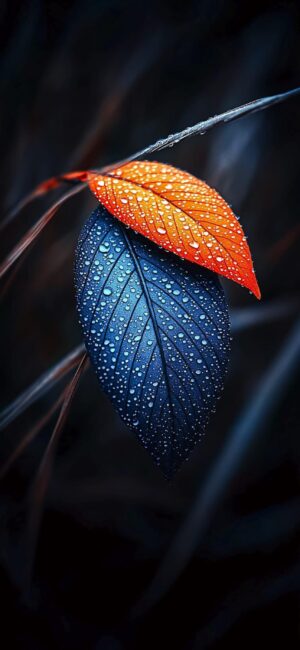 Two leaves, one orange, one blue, with water droplets on a dark background | 4K Wallpaper for Mobile | Orange, Blue, Dark