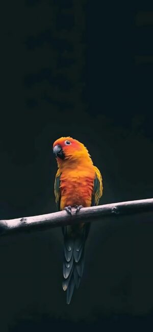 Vibrant parrot with orange, yellow, and green plumage on a dark backdrop | 4K Wallpaper for Mobile