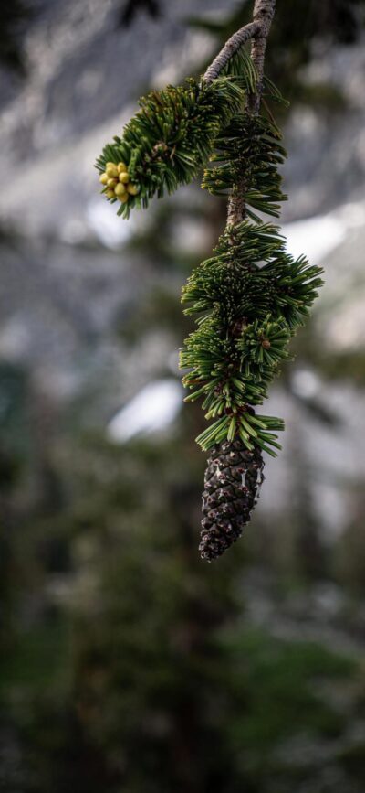 Close-up of pine branch with green needles and pine cone, blurred natural background | 4K Wallpaper for Mobile