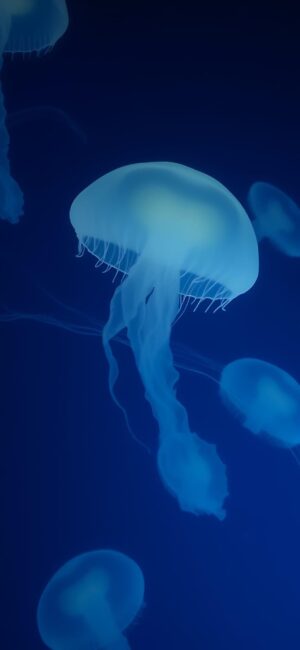 Serene underwater scene with translucent jellyfish glowing against a deep blue background. | 4K Wallpaper for Mobile