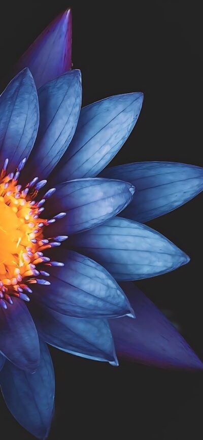 Blue lotus flower with vibrant petals and bright yellow center on dark background | 4K Wallpaper for Mobile