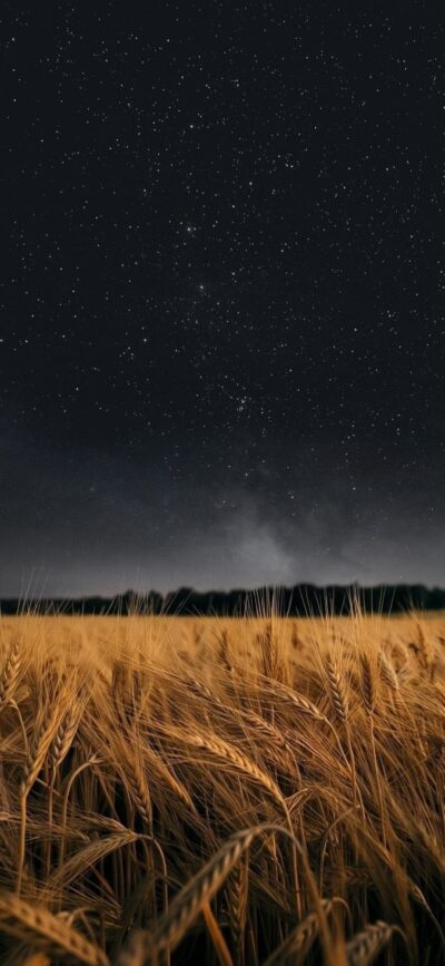 Night sky with stars over golden wheat field | 4K Wallpaper for Mobile | Nature, Night Sky | Black, Gold theme | Tranquil landscape