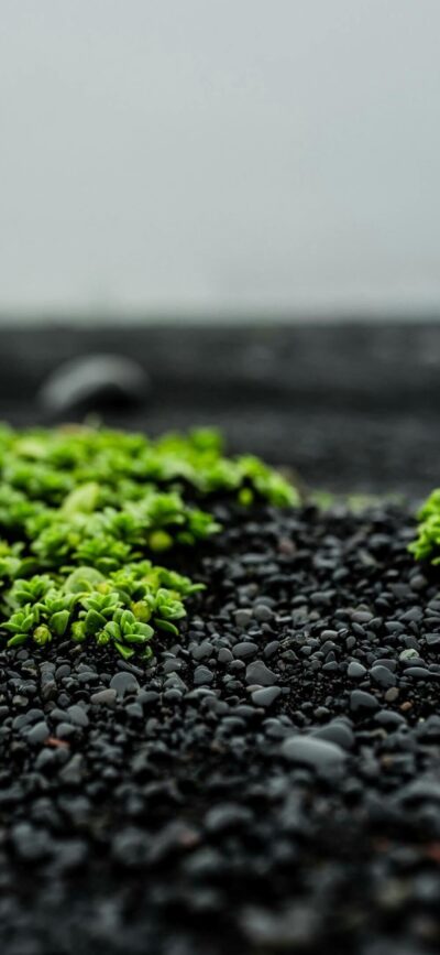 Serene green plants among black pebbles on a beach, highlighting vibrant foliage contrast | 4K Wallpaper for Mobile