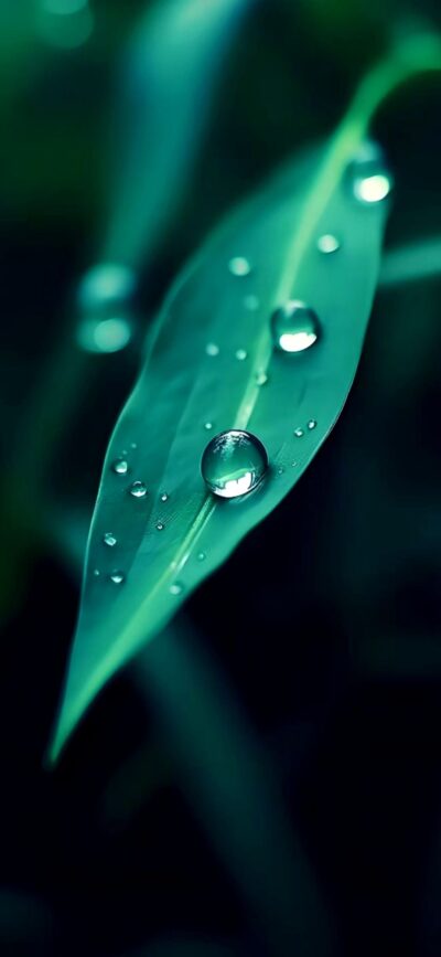 Close-up of a green leaf with glistening water droplets against a blurred background | 4K Wallpaper, for Mobile