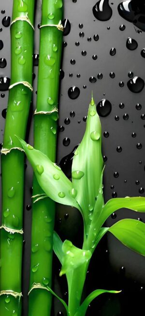 Fresh green bamboo with water droplets on black background, creating a tranquil atmosphere. | 4K Wallpaper for Mobile