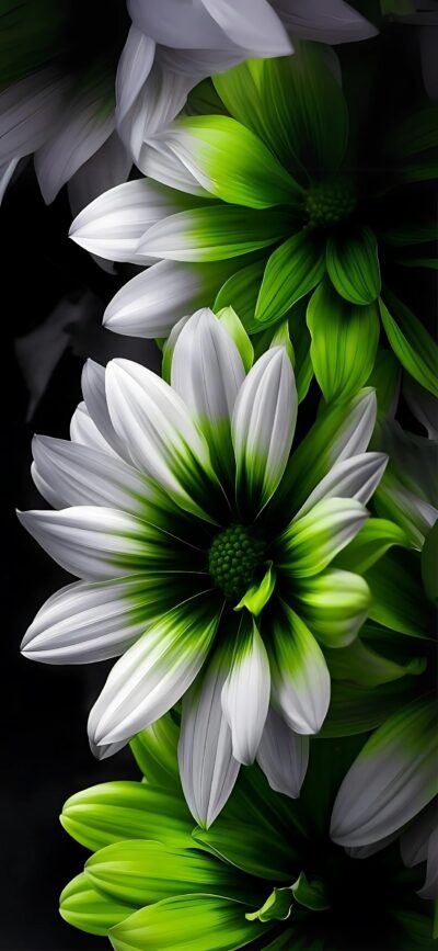 Beautiful white and green floral wallpaper with a dark background, perfect for mobile | 4K Wallpaper | Green, white, and black colors.